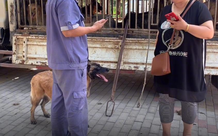 马犬险些被送到了狗肉馆,从狗肉车上救下来的狗狗马犬