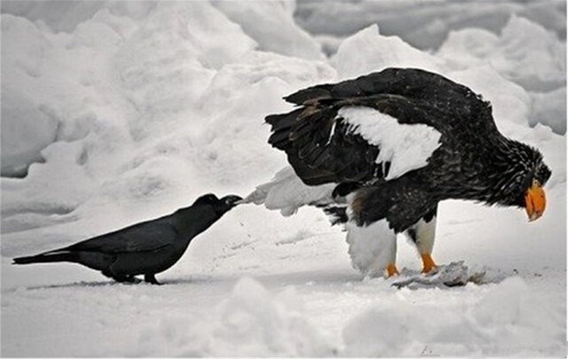 乌鸦死后，为什么周围会聚集一群活着的乌鸦？难道乌鸦也办葬礼？