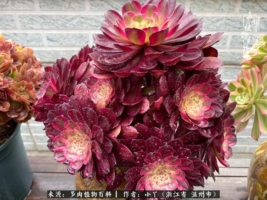 祖上无院家里无矿，一腔浪漫情怀付诸楼顶造花