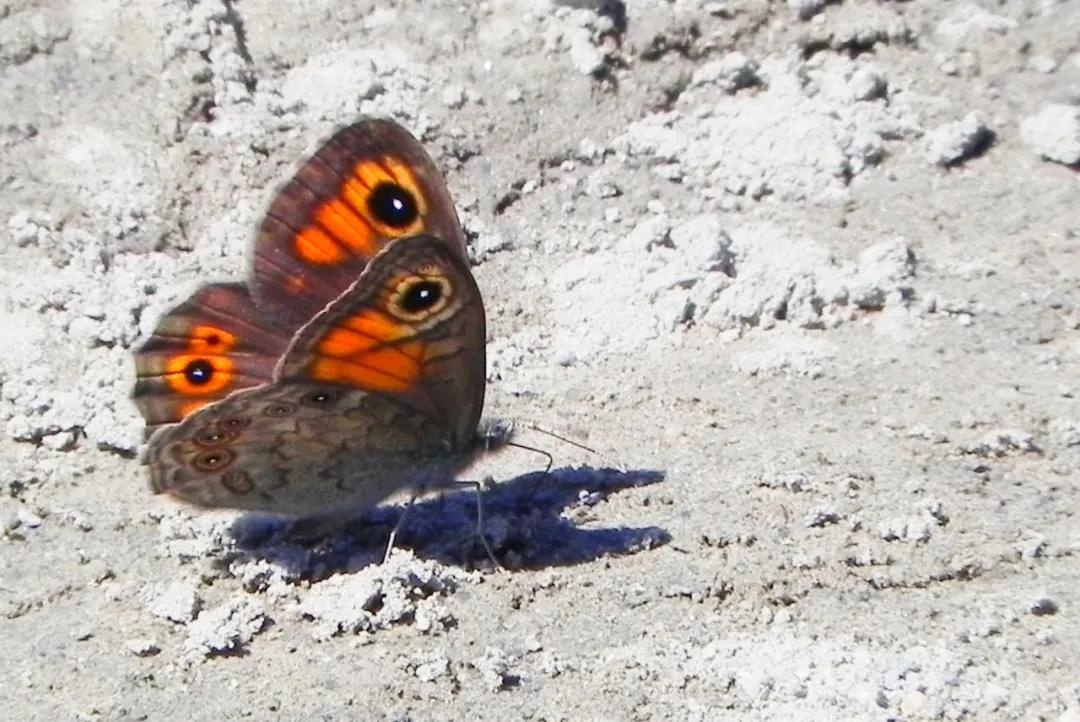 *疆新**的蝴蝶，惊世骇俗