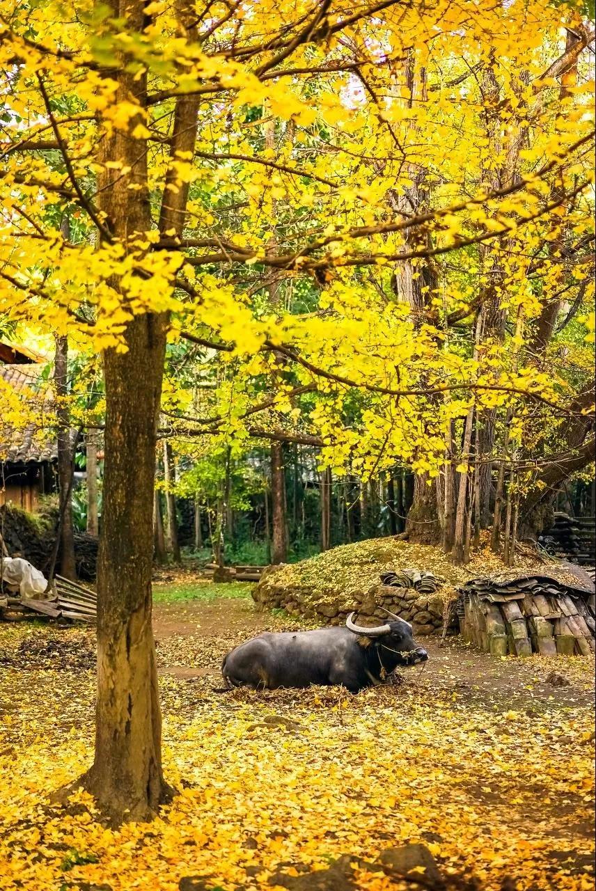 9月云南旅游景点攻略大全,云南旅游景点一日游排名前三