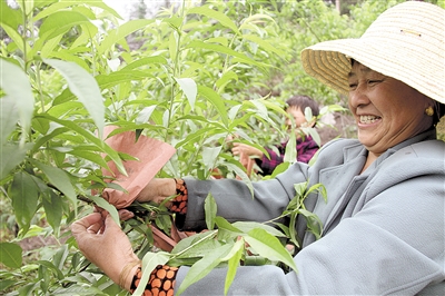 桃子内有虫子怎么防治,桃子内部生虫是何原因