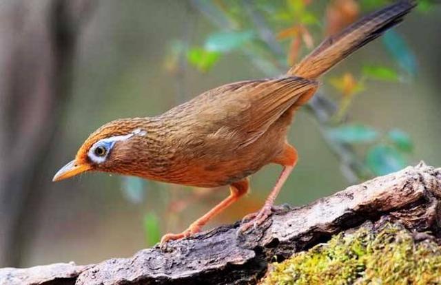 画眉鸟拉稀白屎,画眉鸟喂什么不拉稀