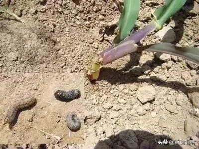 甜糯玉米各时期的病虫害,玉米苗期常见病虫害有哪些