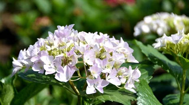 江苏园林旅游攻略,江苏有哪些免费园林景区