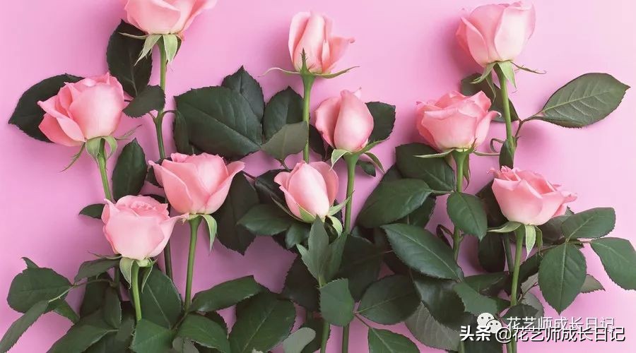 1-999朵玫瑰花分别代表什么花语,1到99朵玫瑰花花语