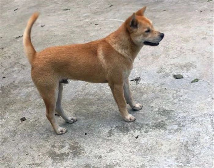 农村养狗不拴狗绳违法吗,家庭养狗及遛狗有何规定