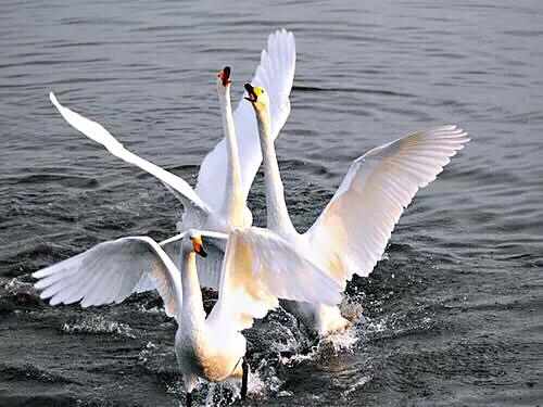 大雁属于杂食性的水禽,大雁最大品种