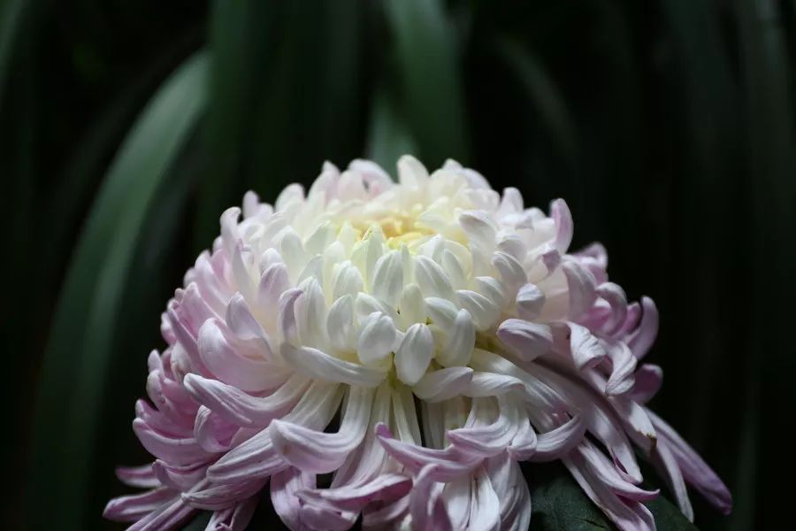 深秋时节的菊花展诗情画意,秋日赏菊30幅菊花图