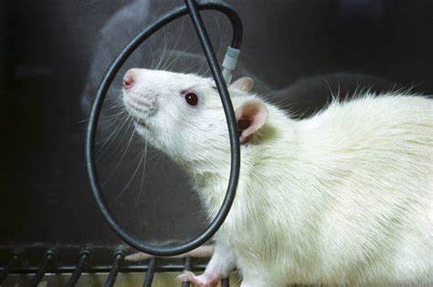 恐鸡症是什么原因,恐鸡症和羽毛恐惧症