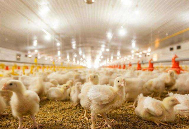 鸡传染法氏囊病怎么治疗,鸡传染给人的病是什么症状