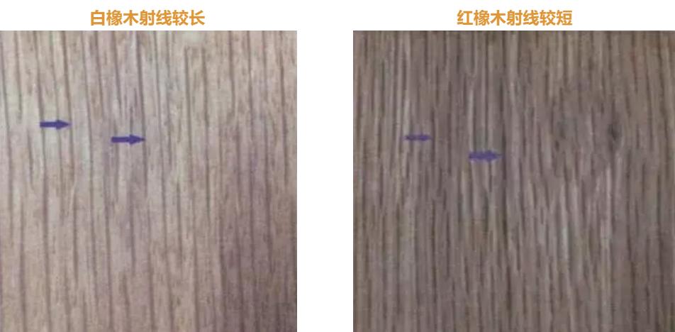 烟熏橡木和红橡的区别,美国红橡和白橡木有什么区别