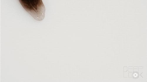 科学家发现的神秘恐怖生物,科学家发现的恐怖生物