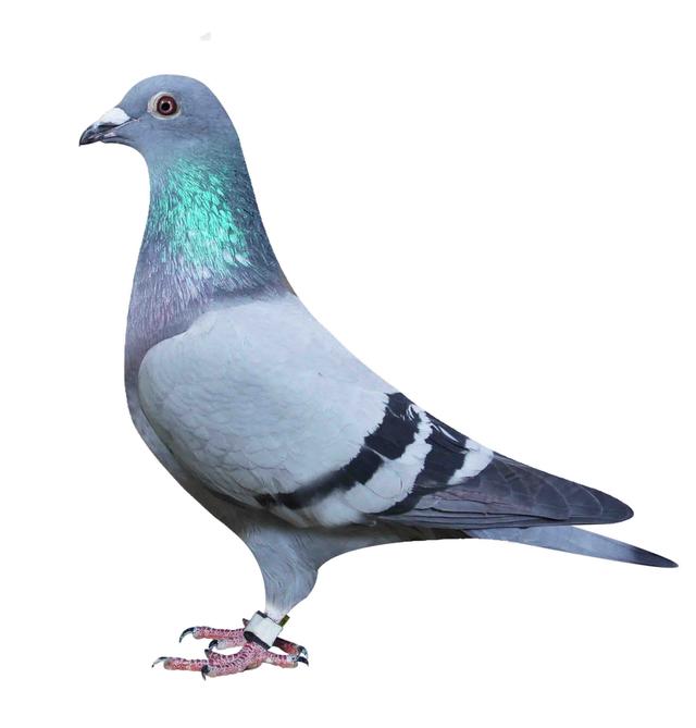 鸽用人药的治疗方法,治鸽病