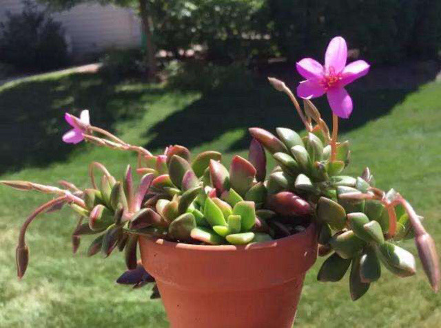 多肉法师开花需要剪掉吗,单头小多肉开花了怎么剪掉