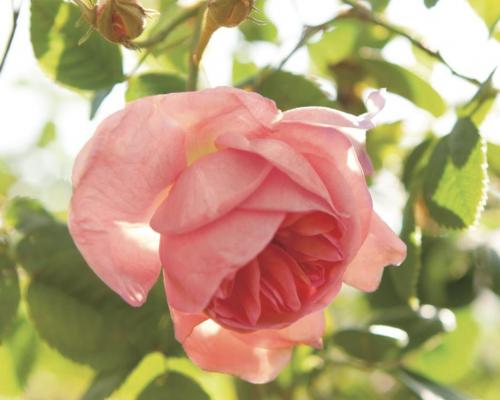 法国婕珞芙蔷薇王妃面膜,婕珞芙王妃面膜测评