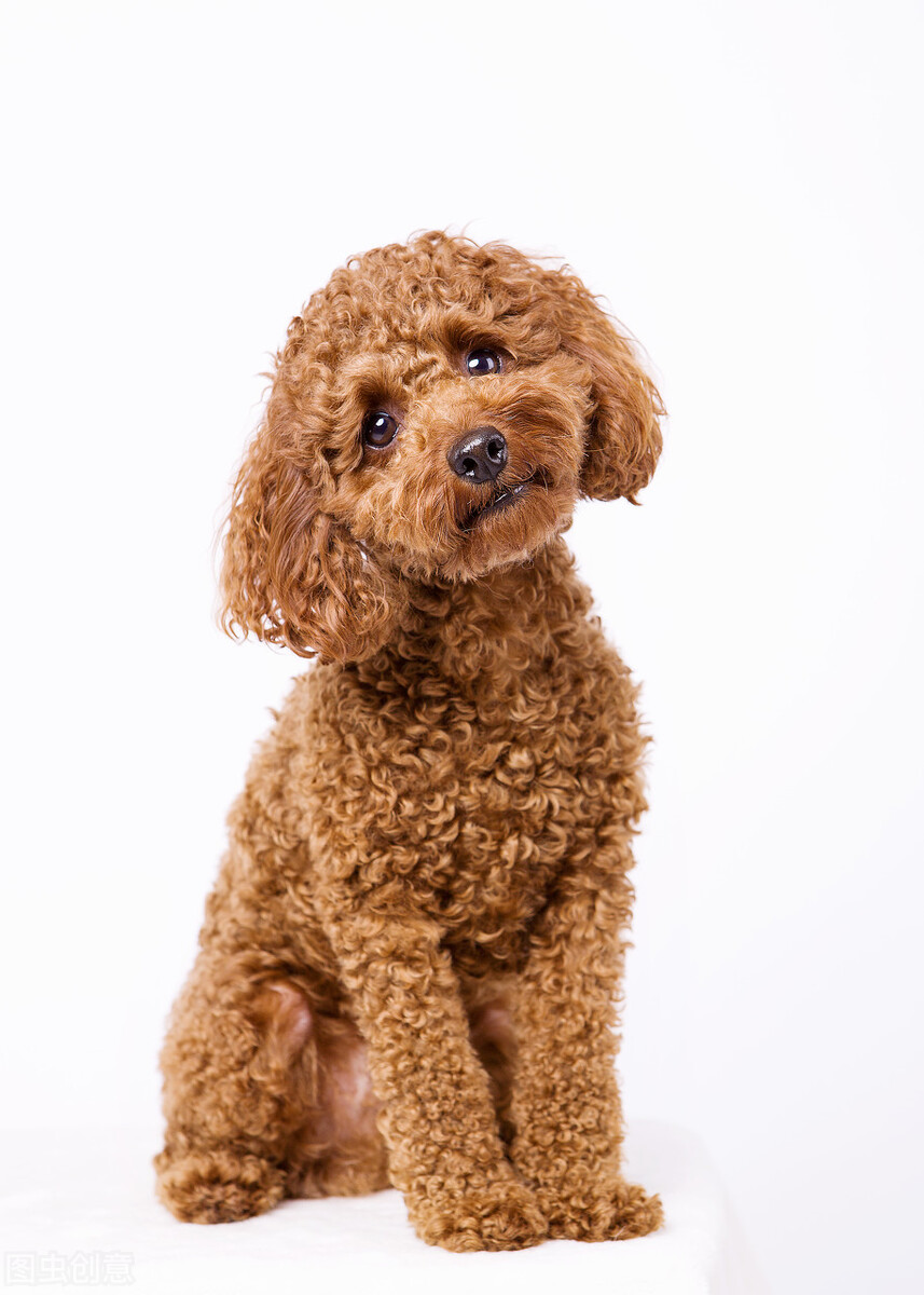 泰迪真正认主人的表现,如何让泰迪认自己为主人