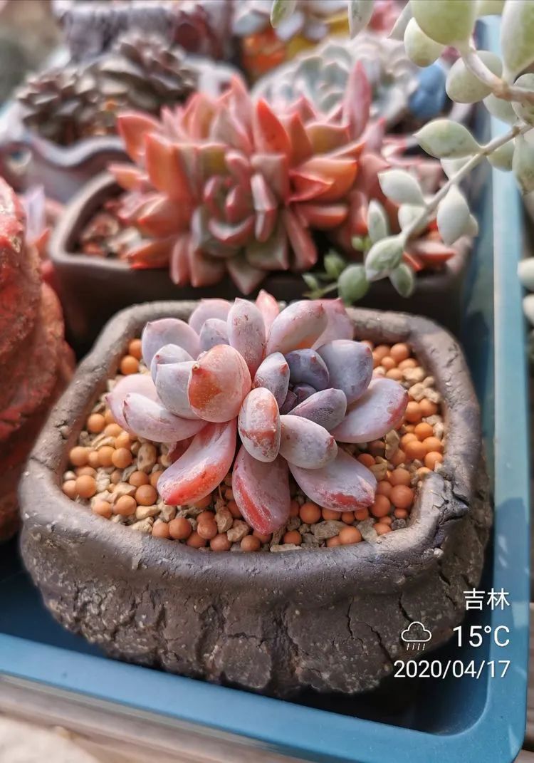 养多肉的人生感悟,人生如同养花