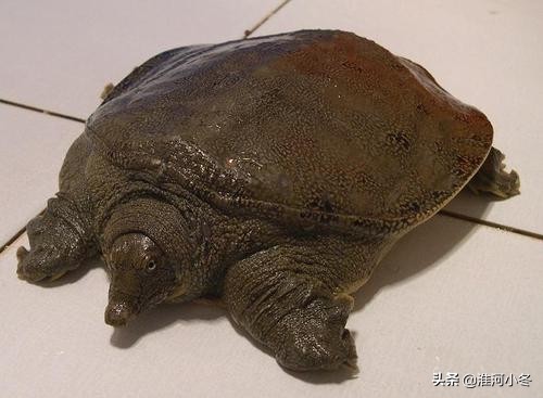 夏天晚上钓甲鱼用猪肝还是泥鳅好,夏天钓甲鱼的天气