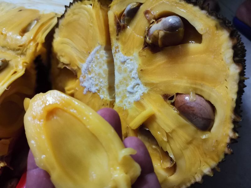 如何选择好吃新鲜的菠萝蜜,如何挑选好吃的菠萝蜜视频