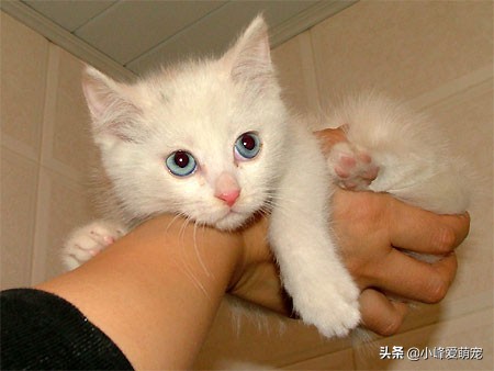 如何通过猫的肢体语言了解猫咪,你真的了解猫吗猫的习性与感官