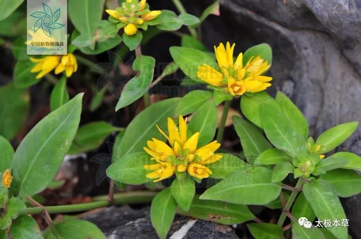 临时救助要病理报告吗,尿道结石和胆结石可以一起手术吗