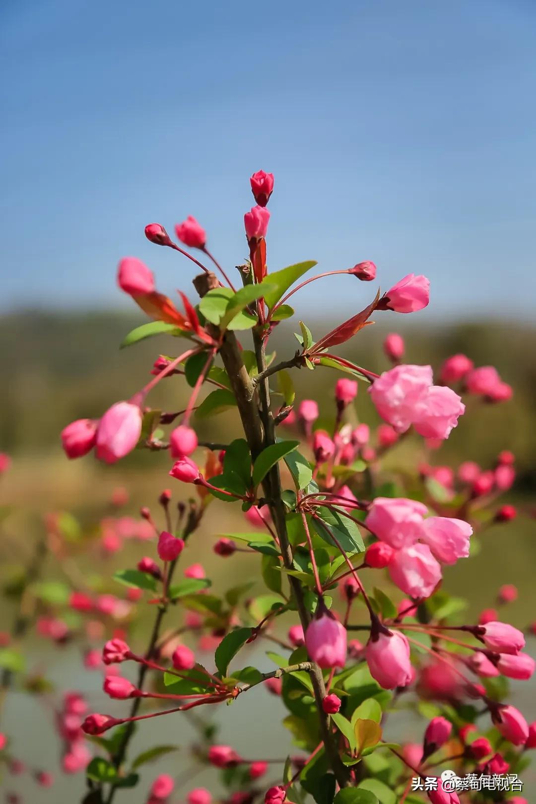 桃之夭夭！来武汉蔡甸世外桃源，许你万株桃花