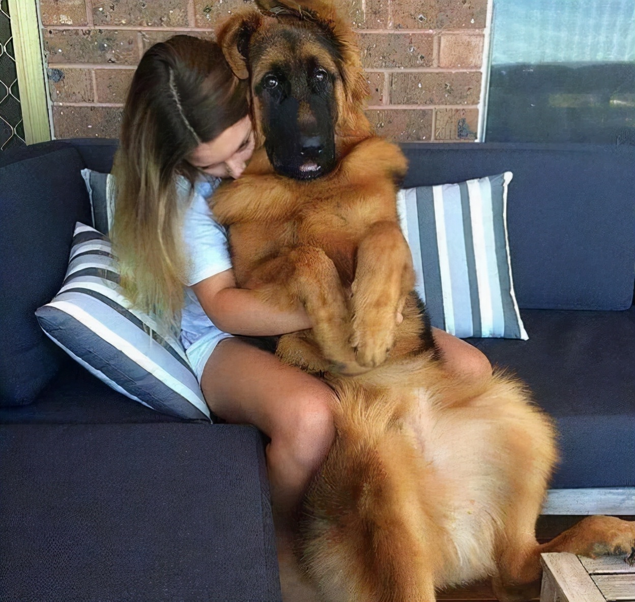 德牧拉稀怎么办,德牧拉稀是吃得多了吗