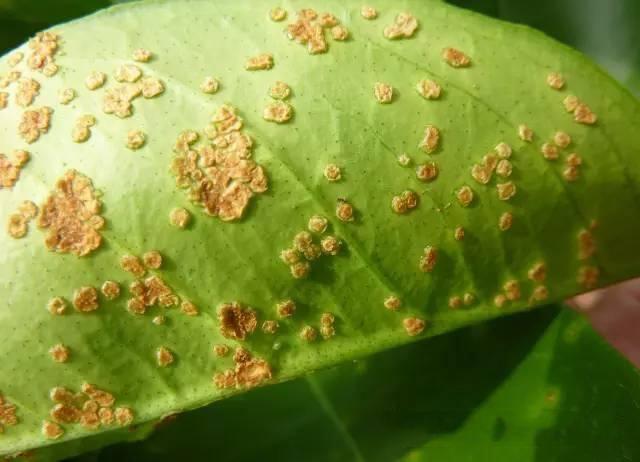 细菌性的病害治疗方案,细菌性黄瓜病害防治