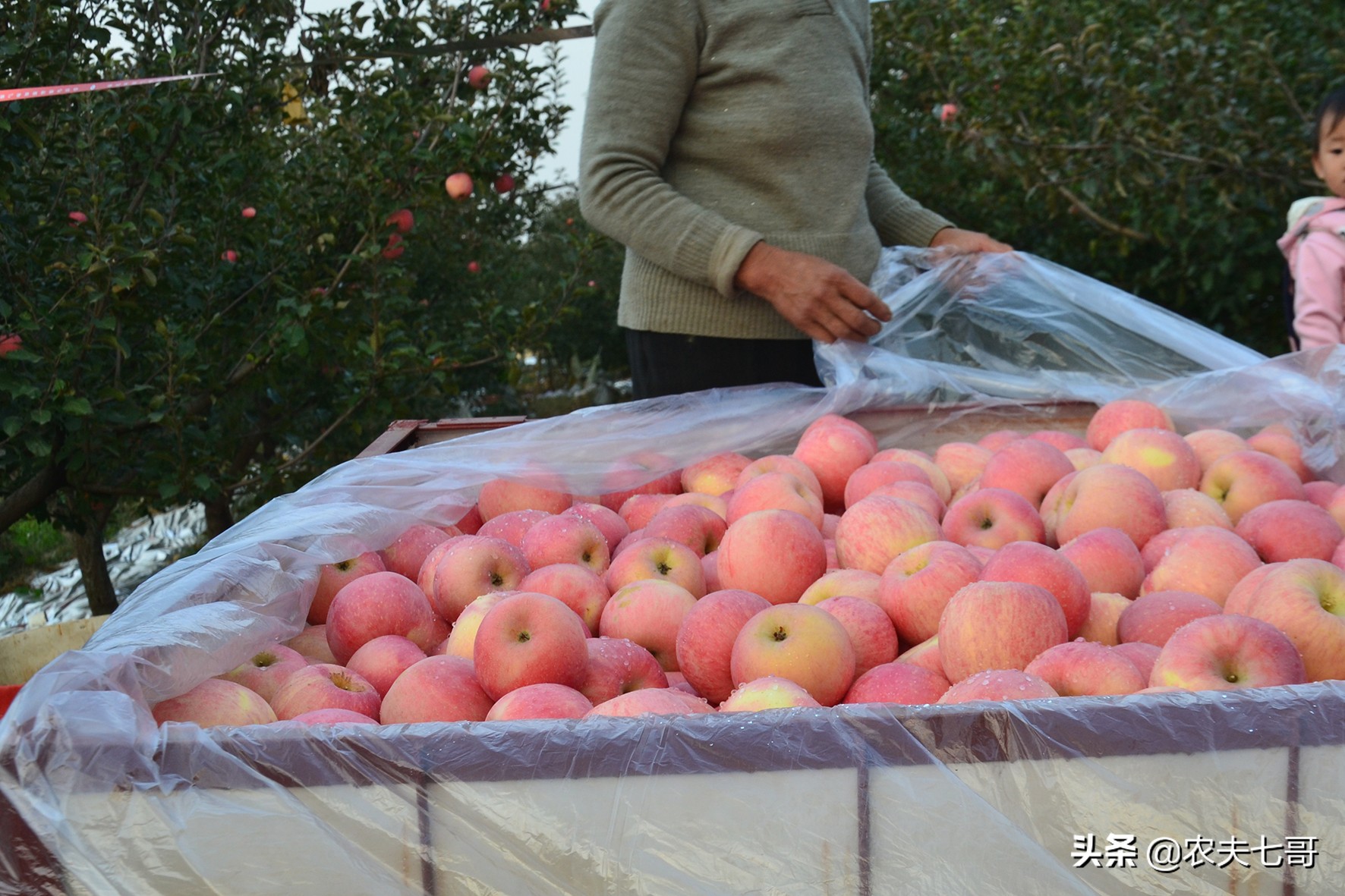 疫情后苹果的销售情况如何,疫情期间苹果销路