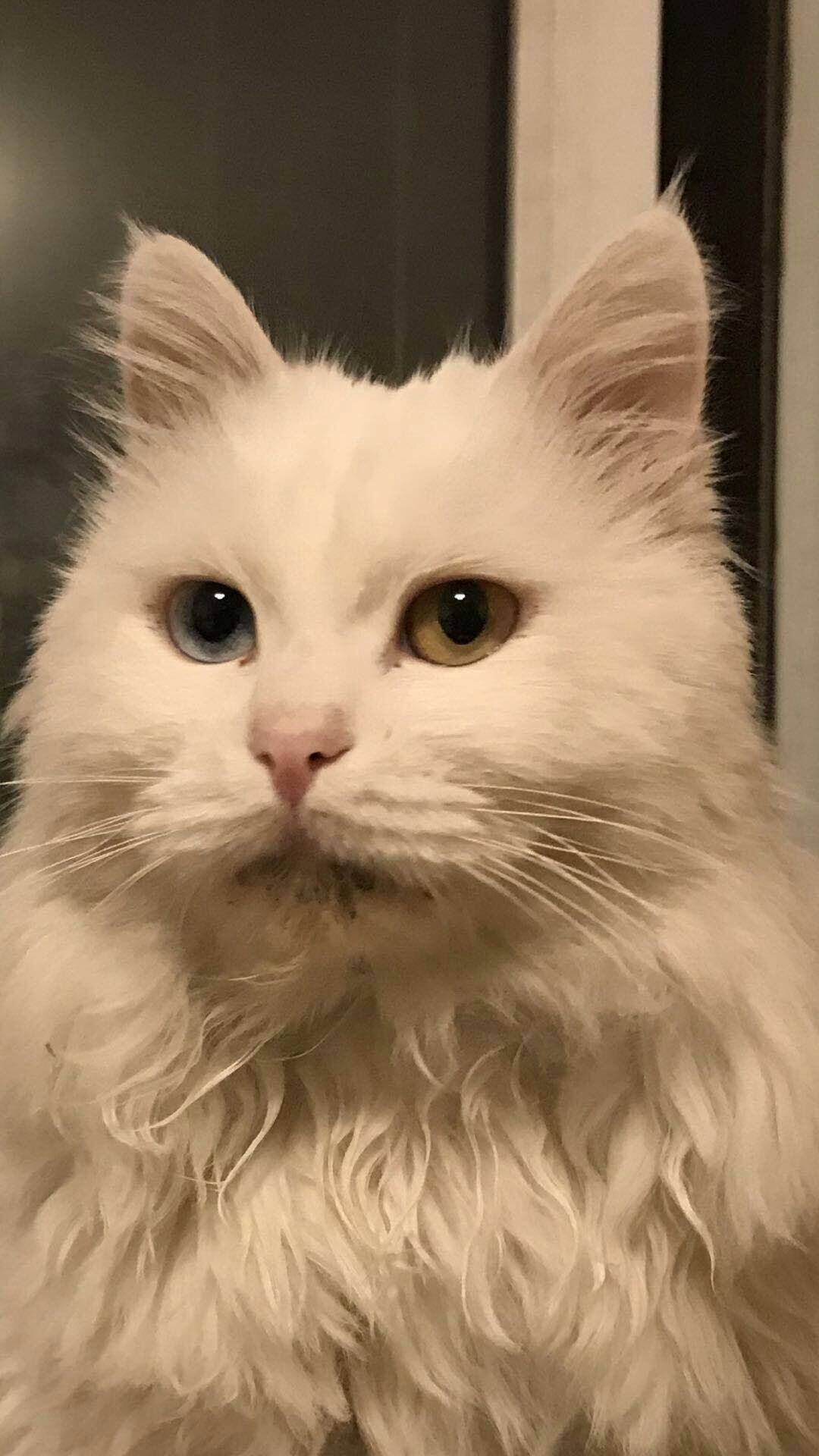 狮子猫小猫咪,狮子猫橘色宠物