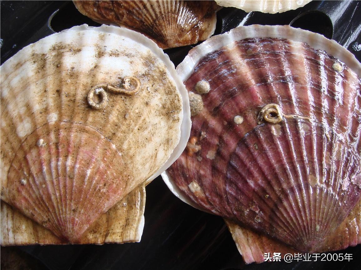 大连鱼市海鲜贝类品种,大连贝类海鲜图片大全