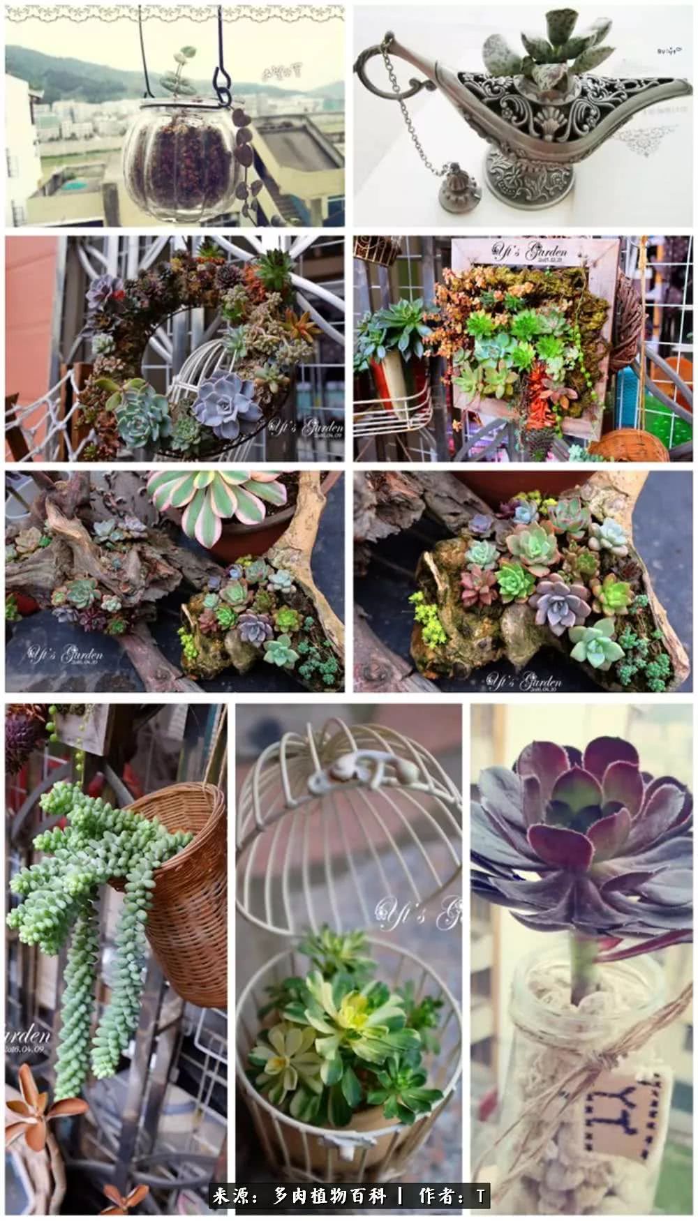 多肉还可以这样玩(上):八年养肉路剪影!