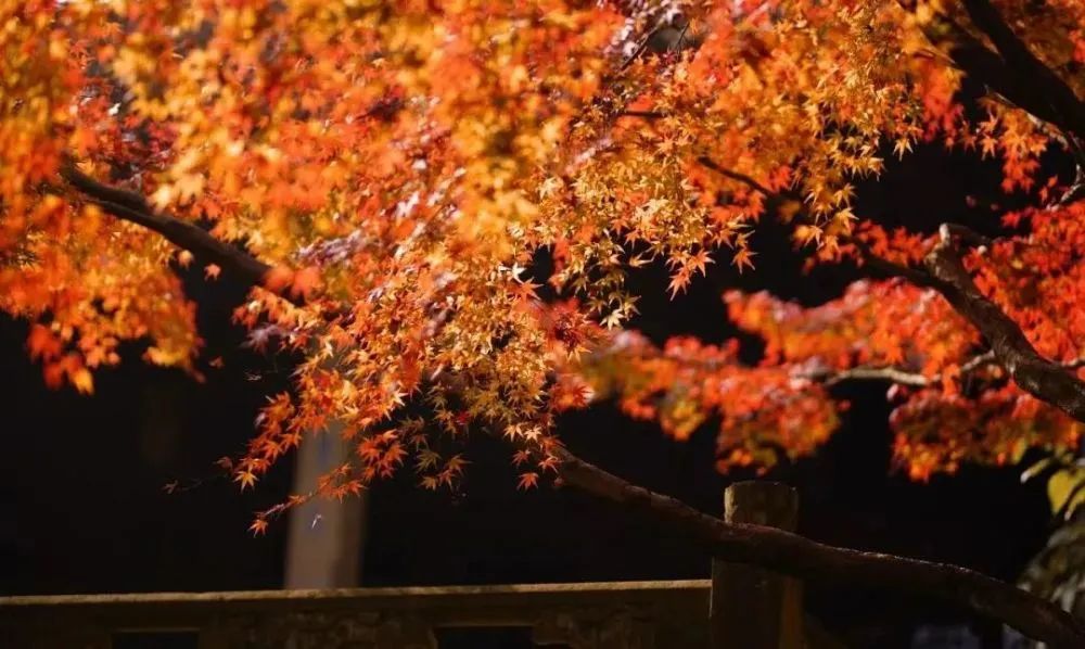 漫天香氛醉人~杭州的秋天从不让人失望!13个地方,秒出大片