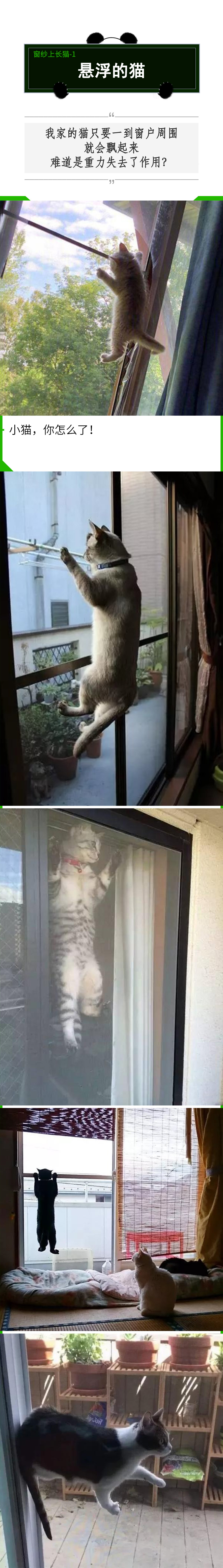 拥有窗纱的家庭，窗户上容易滋生“猫猫壁虎”？