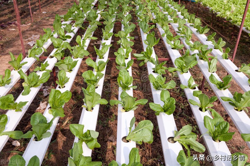 防治蚜虫有哪些特效方法？看我自己配制的，防虫防病又增产