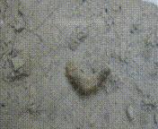 除了能提高人体免疫力，这个“肥宅”还是海底清道夫