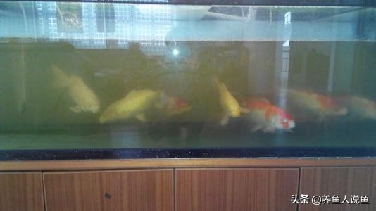 在锦鲤鱼缸里养鲟鱼好吗,养锦鲤鱼对鱼缸有什么好处