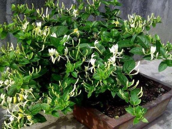 好养的水陆盆栽植物,适合茶盘养的植物