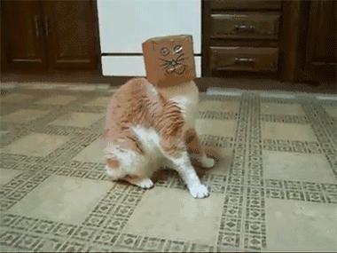 养猫为什么需要下聘礼,养猫必须付出代价