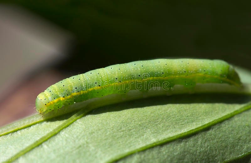 南非知识科普,南非的冷知识视频