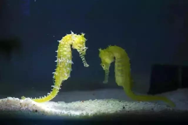 上海长风海洋世界五一,99元即可畅玩上海海昌海洋公园