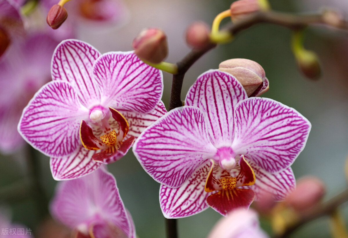 新手养蝴蝶兰的方法,新手养蝴蝶兰的正确方法