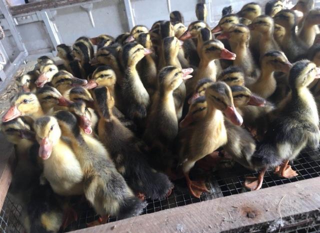 鸭养殖的市场前景如何,鸭子的市场需求
