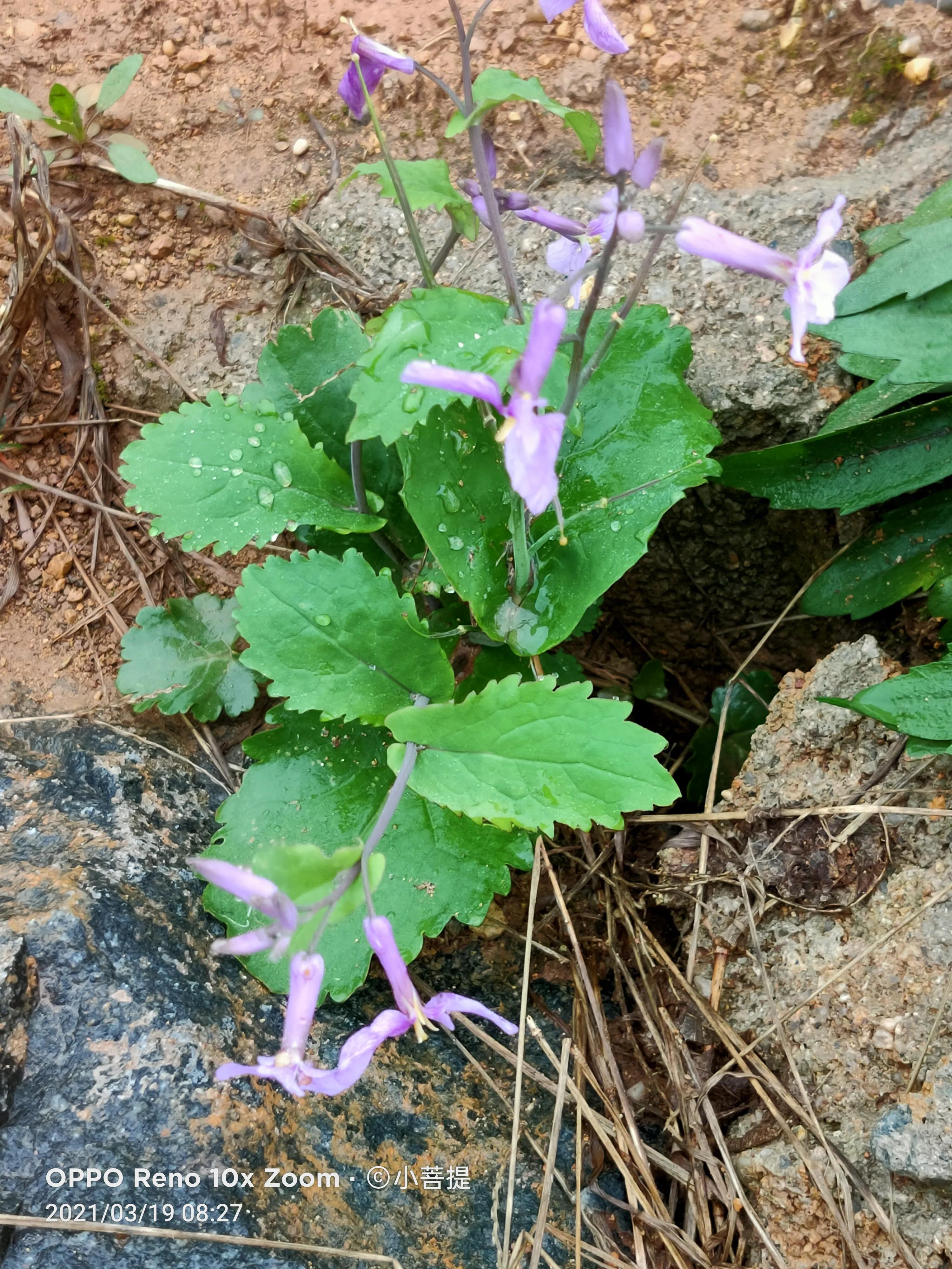 这种植物为成就蜀国屡次北伐功不可没