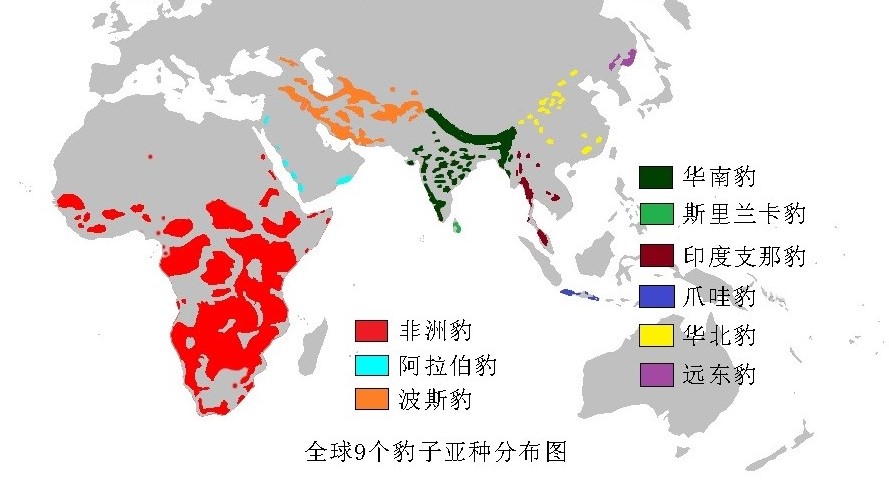 虎豹进化史,中国虎豹现状