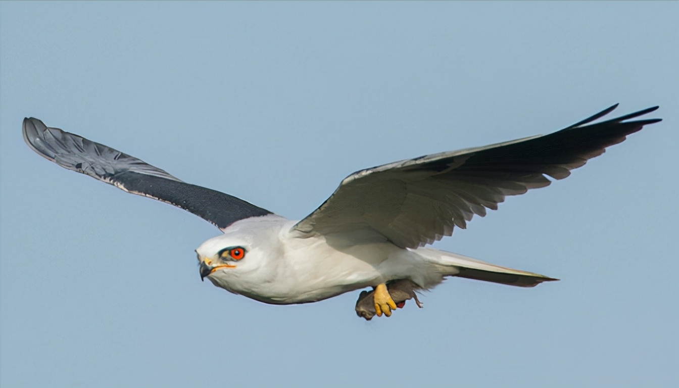 东江揽胜:收集常见鸟类图谱之猛禽篇,摄鸟人自留地,建议收藏
