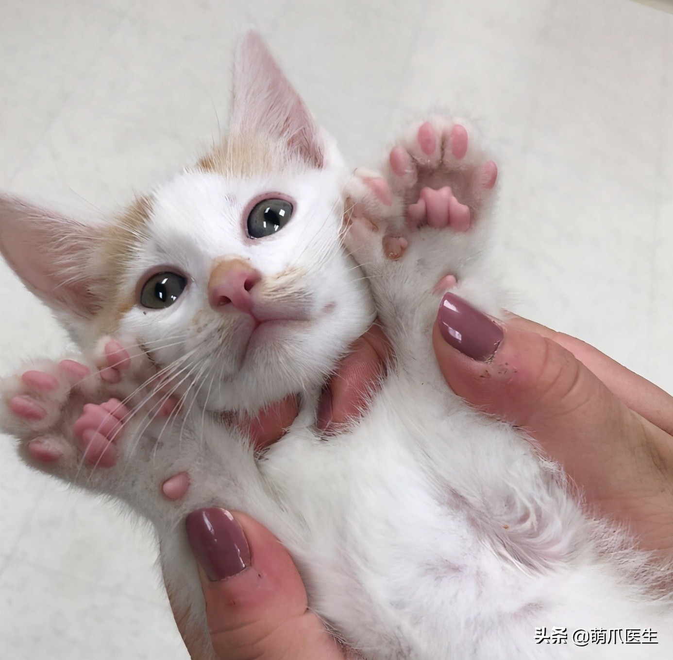 给猫剪指甲指甲劈开了有没有事了,给猫猫剪指甲失误