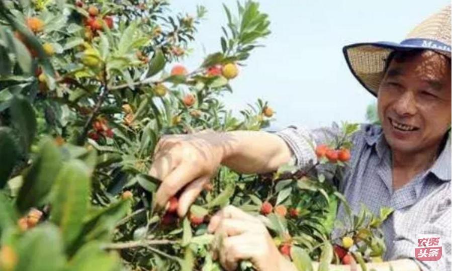 种植杨梅树多少平米一棵,杨梅树庭院种植位置图片