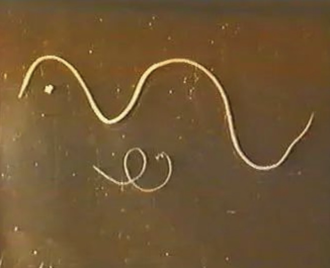 狗狗被蚊子咬的皮肤感染了,狗狗被蚊子叮了容易得什么病